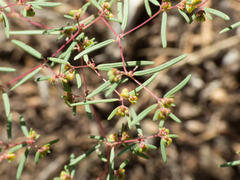 Euphorbia revoluta