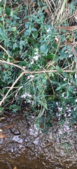 Hypoestes cumingiana