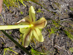 Bobartia filiformis