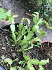 Schlumbergera buckleyi