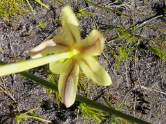 Bobartia filiformis