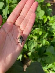Diaprepes abbreviatus