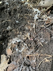 Lampyrinae