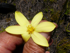 Bobartia filiformis