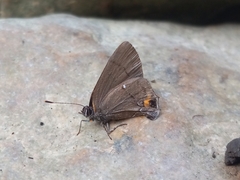 Electrostrymon angelia