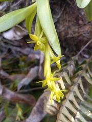 Epidendrum rigidum
