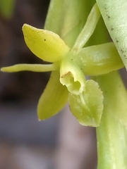 Epidendrum rigidum