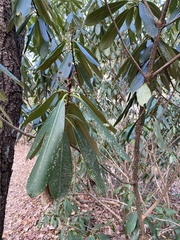 Rhododendron maximum