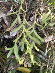 Epidendrum rigidum