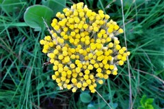 Helichrysum acutatum