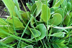 Helichrysum acutatum