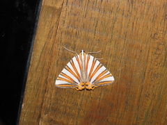 Pityeja histrionaria