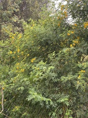 Senna multiglandulosa