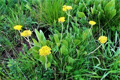 Helichrysum acutatum
