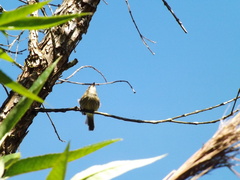 Myiophobus fasciatus