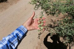 Mimosa aculeaticarpa