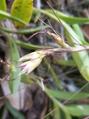 Tillandsia