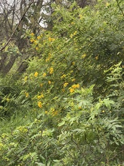 Senna multiglandulosa