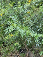 Senna multiglandulosa
