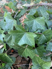 Hedera helix