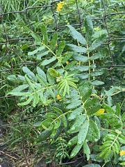 Senna multiglandulosa