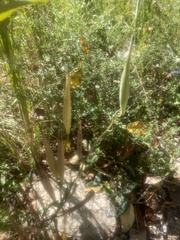 Asclepias curassavica