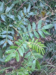Senna multiglandulosa