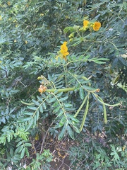Senna multiglandulosa