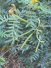 Senna multiglandulosa