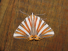 Pityeja histrionaria