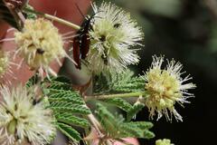 Mimosa aculeaticarpa