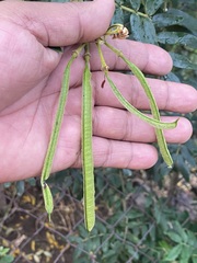 Senna multiglandulosa