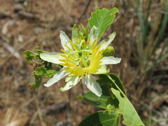 Passiflora mansoi