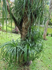 Beaucarnea recurvata