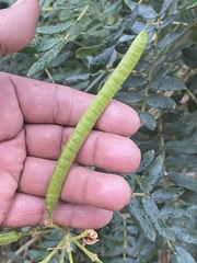 Senna multiglandulosa