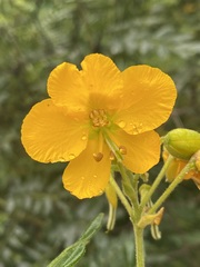 Senna multiglandulosa
