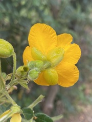 Senna multiglandulosa