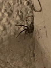 Kukulcania hibernalis