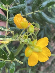 Senna multiglandulosa