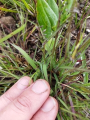 Eragrostis racemosa