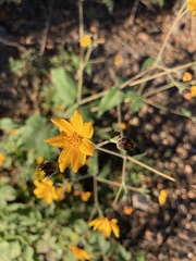 Simsia lagasceiformis