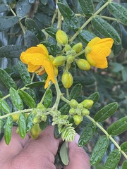 Senna multiglandulosa