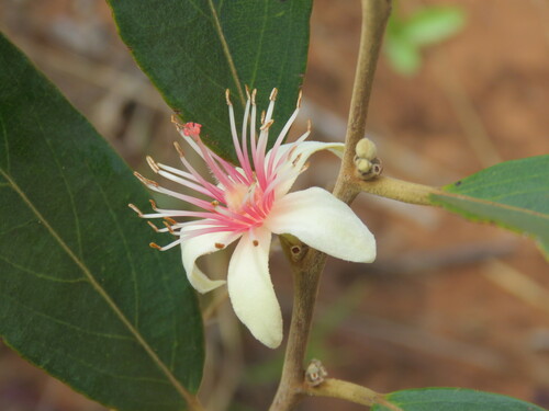 Feijoa sellowiana