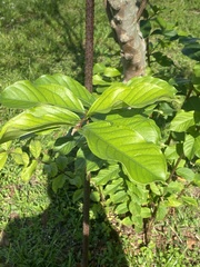 Diospyros maritima