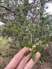 Ceanothus spinosus