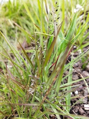 Eragrostis racemosa