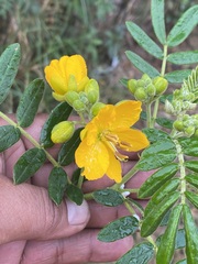 Senna multiglandulosa