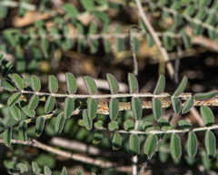 Errazurizia multifoliolata