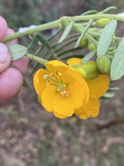 Senna multiglandulosa