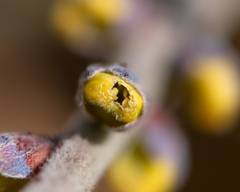 Errazurizia multifoliolata